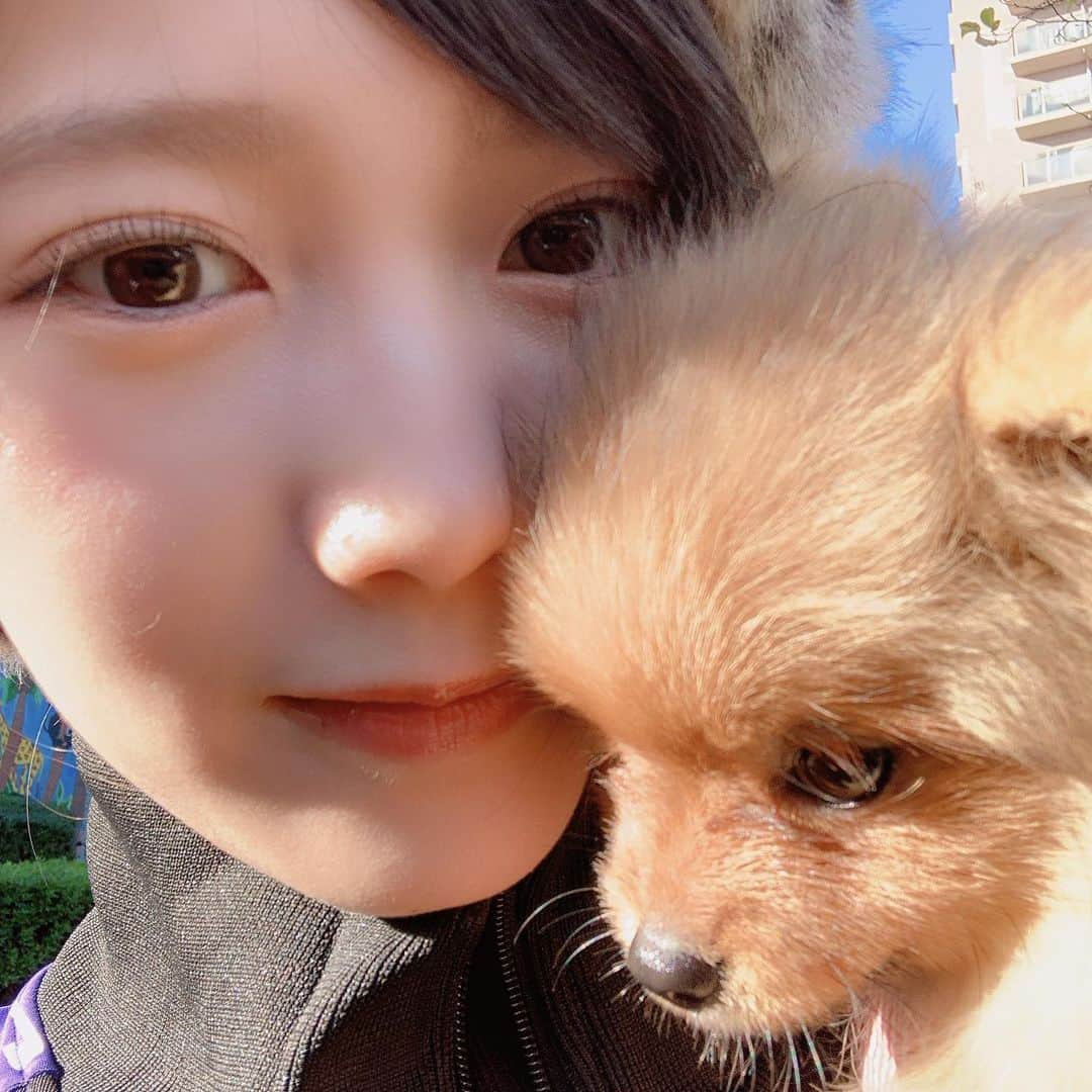 加藤里保菜さんのインスタグラム写真 - (加藤里保菜Instagram)「犬、初めての散歩  #1日1ポンちゃん #ポメラニアン #pomeranian #犬 #いぬ #dog #ポン #ポンちゃん」12月8日 16時00分 - rihonyan103