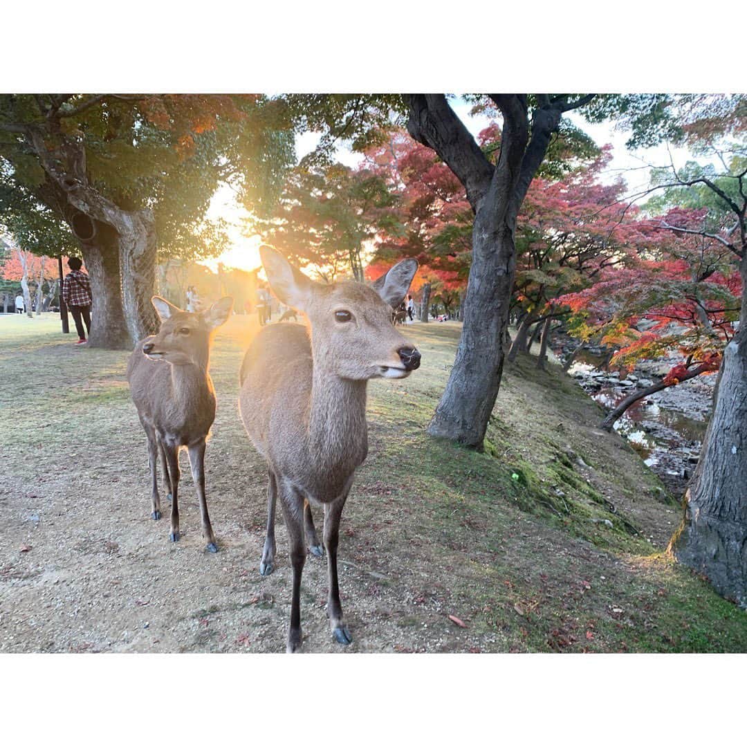 林美桜さんのインスタグラム写真 - (林美桜Instagram)「. 先日、大阪と奈良に行きました！ . 鹿、かわいい🥺🥺🥺 . 幼稚園からずっと一緒の親友が、帰りの新幹線で急に静かになったので心配したんですが、 私のインスタグラム用に動画を作ってくれていました😂やさしい🥺💓永遠に鹿に鹿せんべいあげているだけです😉 . 私は鹿に人気がなかったですが、#鹿せんべい使い の親友は大人気でした🦌🍘 . 楽しくてとってもリフレッシュでした〜☀️ みなさんはどんなふうに休日を過ごしてますか⁇ . #奈良#鹿#奈良公園#大阪#たこ焼き#ビール#休日 #🦌🦌🦌🦌🦌🦌🦌🦌🦌🦌🦌🦌🦌🦌🦌🦌」12月8日 16時05分 - miou0hayashi