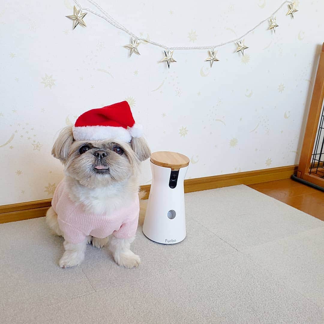 のインスタグラム：「#ファーボ の横で犬型ファーボごっこ🐶  ２つの黒いカメラ👀で飼い主の動きを360度捉え、ピンクの舌がチラ見えしている口から飼い主の好きなオヤツが飛び出してきます。 (飛び出す前に犬型ファーボに100％食べられてしまう課題が残っています)  本物の @furbo_japan はクリスマスセール中🎅✨ 今一番お安くゲットできるそうですよ！ プロフィールにURL載せておきます🎄  お留守番の時くまさんは大体寝てますが、高画質ライブカメラのおかげで拡大して寝顔を楽しんでます😳  #おすわりすると後ろ足揃いがち #女子力高め姉さん #寒いだけ疑惑」