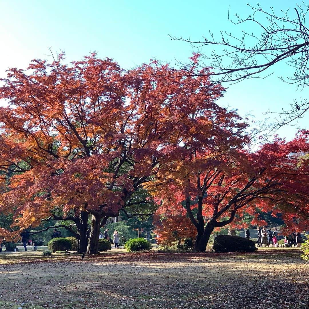 中村ゆりかさんのインスタグラム写真 - (中村ゆりかInstagram)「🍁🍁」12月8日 16時13分 - yurikanakamura_official