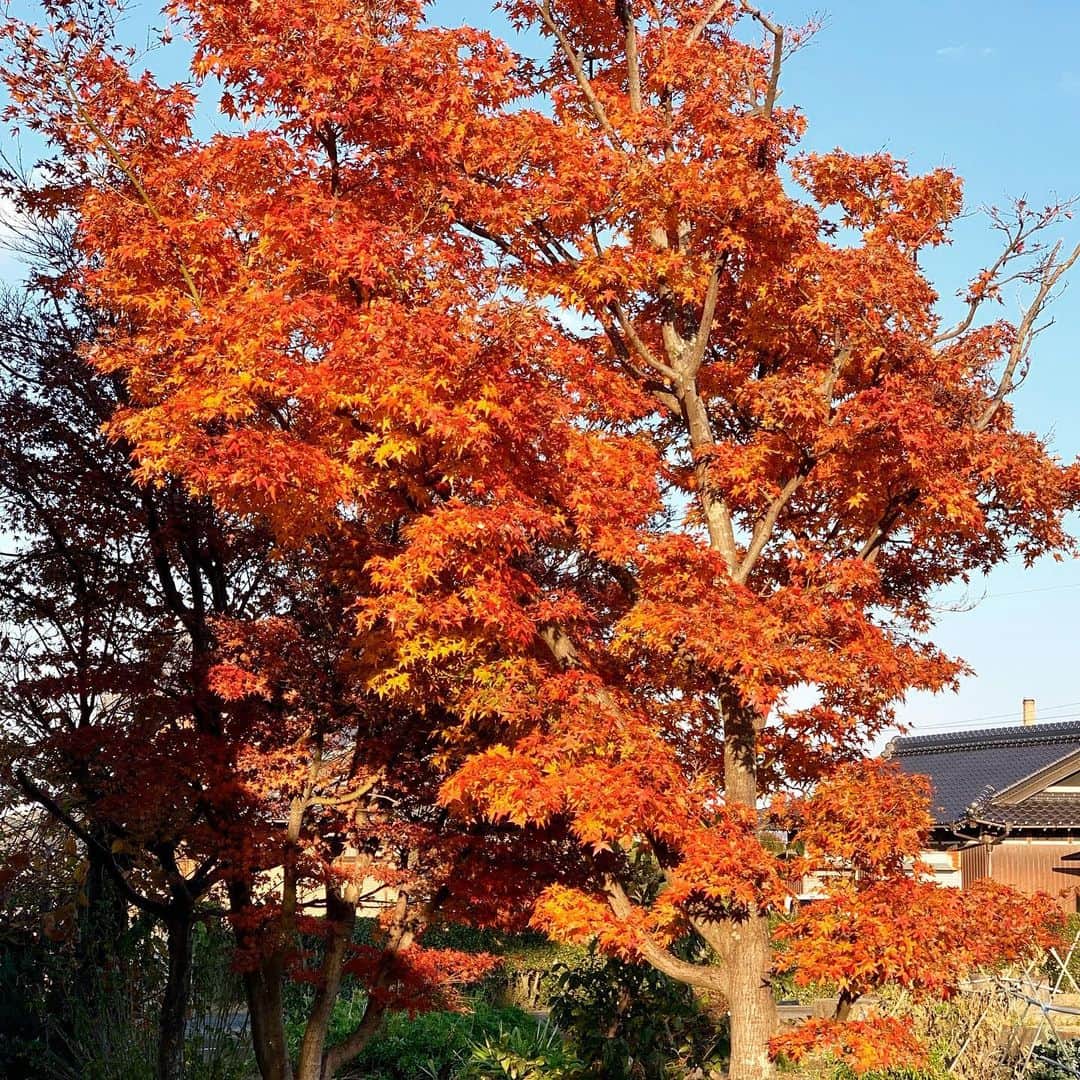 hirokoさんのインスタグラム写真 - (hirokoInstagram)「2019.12.8（日） ✽.｡.:*・ﾟ #紅葉 ・ 今年も我が家の#もみじの木 が綺麗に紅葉してま〜す 3本のもみじの木がありますが 奥の2本はすでに紅葉も終わり散り始めてます🍂🍂🍂 ・ 落ち葉で焼き芋🍠.... なんてしないけど🤣 ・ ・ ・ .........The end 🍁🍁🍁」12月8日 16時13分 - hiropon0201