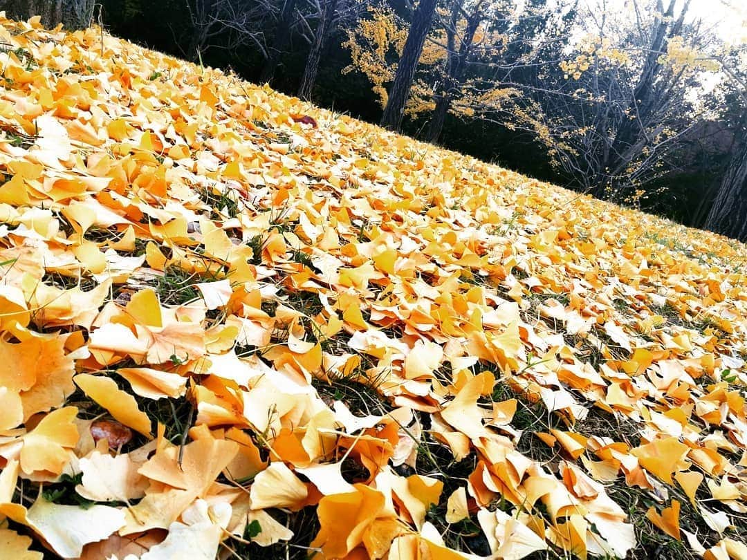 林智美 さんのインスタグラム写真 - (林智美 Instagram)「黄金の絨毯🍂  #落ち葉 #銀杏木 #イチョウ #イチョウ並木 #万博記念公園 #秋の景色 #お散歩 #いやもう冬だね🙄」12月8日 16時23分 - h_tomomi_i
