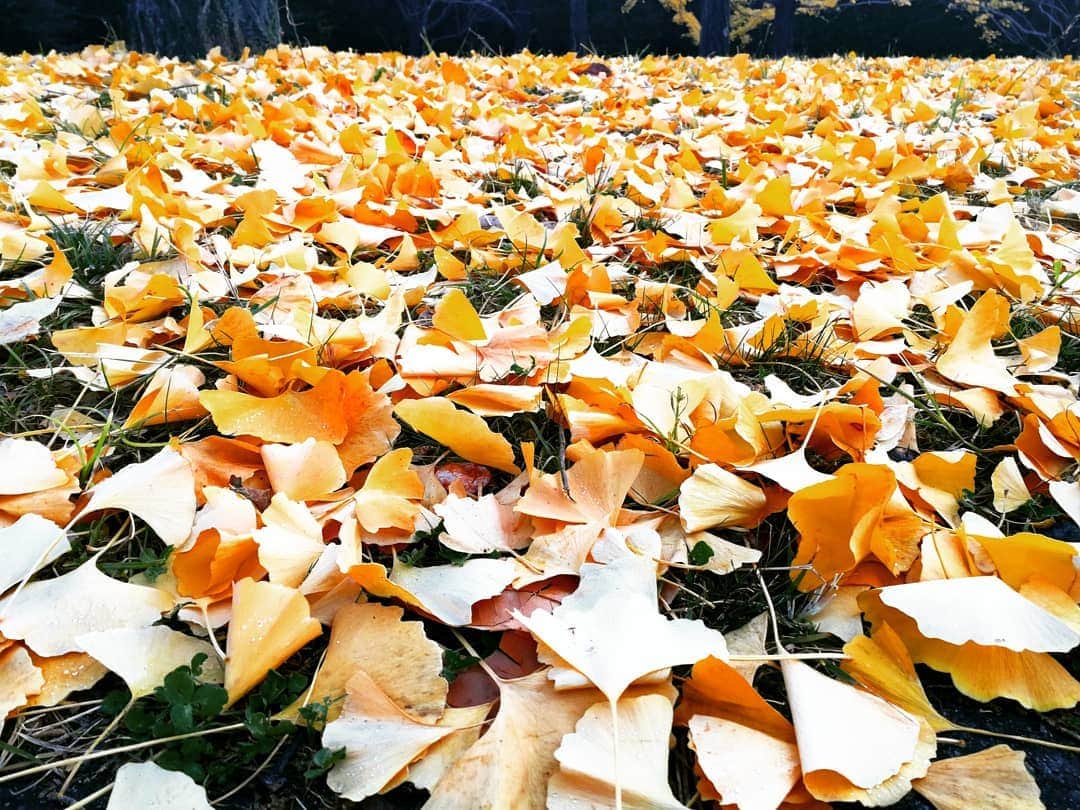 林智美 さんのインスタグラム写真 - (林智美 Instagram)「黄金の絨毯🍂  #落ち葉 #銀杏木 #イチョウ #イチョウ並木 #万博記念公園 #秋の景色 #お散歩 #いやもう冬だね🙄」12月8日 16時23分 - h_tomomi_i