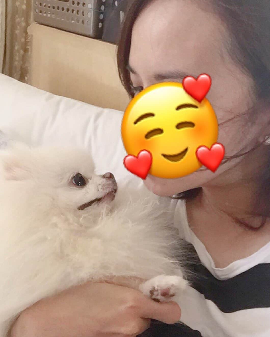 JEWELのインスタグラム：「Kisses to mommy whenever she is having a hard time...works like a charm!❤️🐶😍 Hoping your weekend is filled with love! #dogsofinstagram #dogstagram #puppiesofinstagram #pomeranian #instagood #instamood #cute #instagood #weeklyfluff #fluffy #barkpost #buzzfeedanimals #pomeranianpage #petsofinstagram #petstagram」