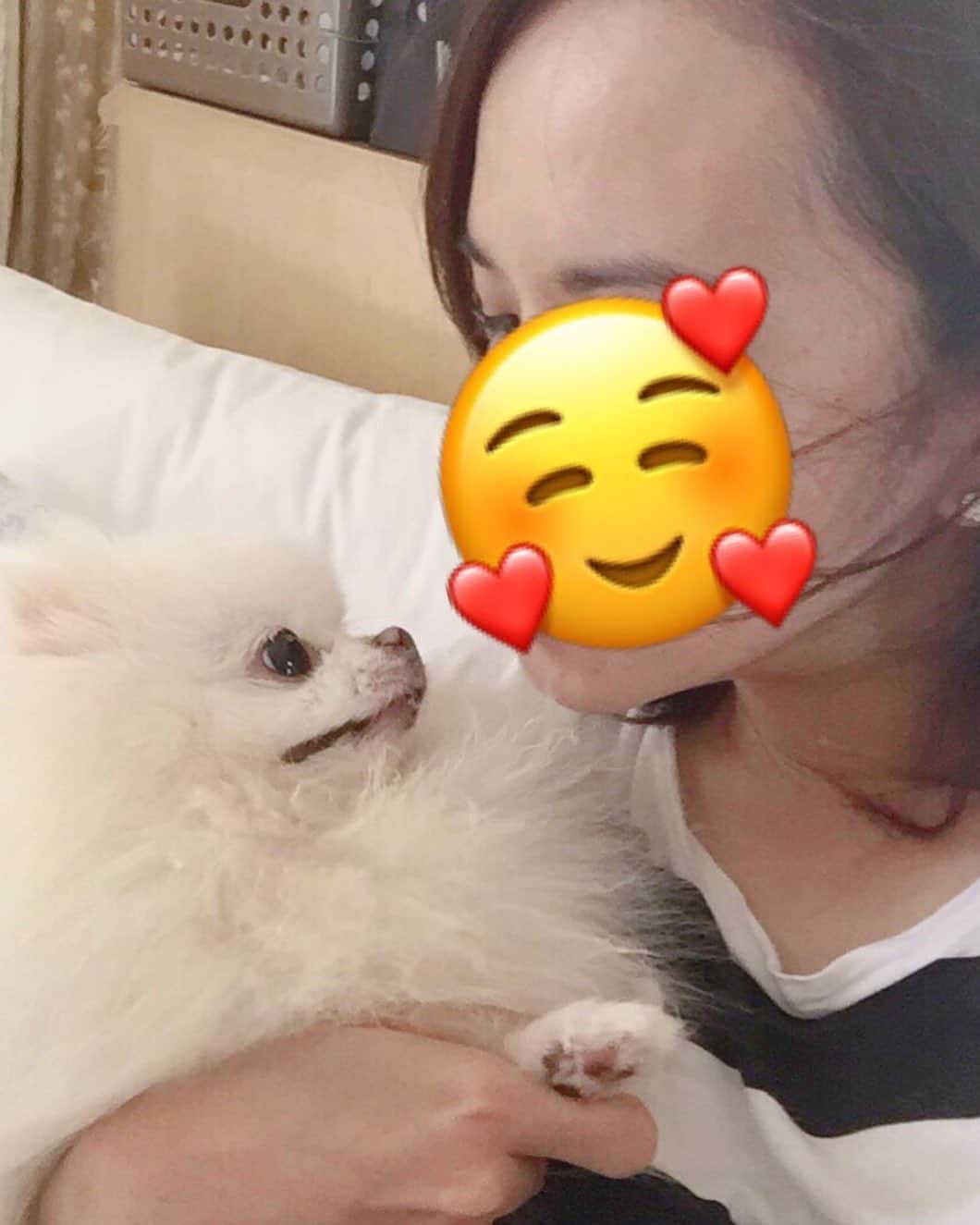 のインスタグラム：「Kisses to mommy whenever she is having a hard time...works like a charm!❤️🐶😍 Hoping your weekend is filled with love! #dogsofinstagram #dogstagram #puppiesofinstagram #pomeranian #instagood #instamood #cute #instagood #weeklyfluff #fluffy #barkpost #buzzfeedanimals #pomeranianpage #petsofinstagram #petstagram」