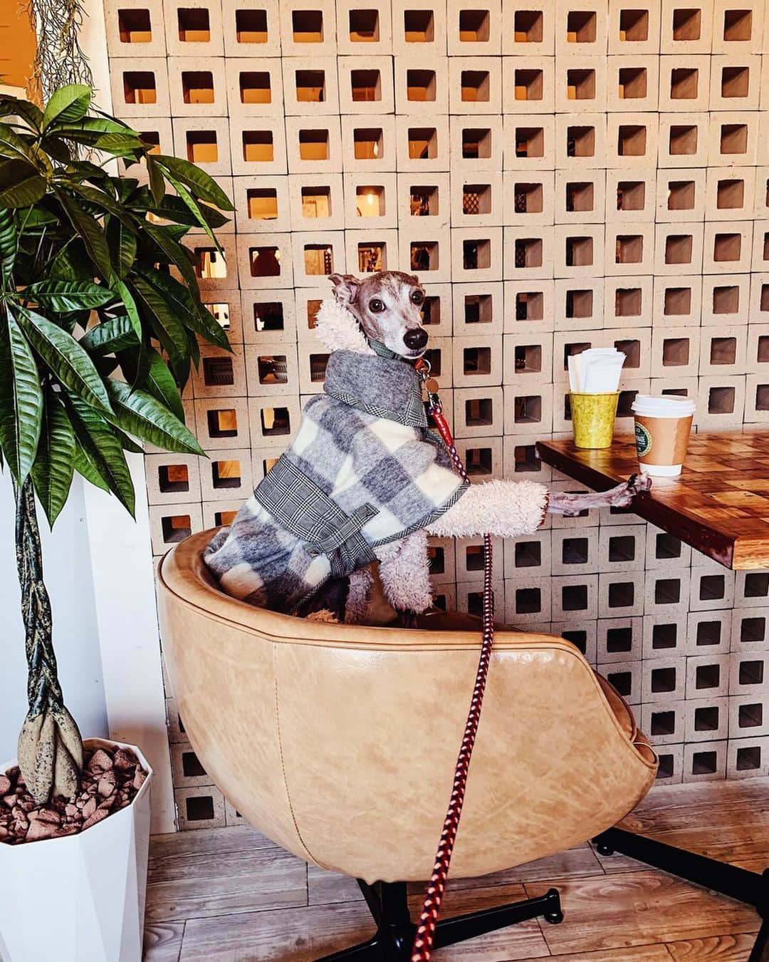 のインスタグラム：「* ******** Come here and have a tea time with me☕️ * おひとりさまよりも、いつでもハウルと一緒がいいな。 冬はテラスが厳しい時期だけど、熱々の飲み物をテイクアウトしてお散歩を楽しもうと思います😊 * ******** #イタグレ#イタリアングレーハウンド#italiangreyhound#dogstagram#イタグレとの暮らし#iggysofinstagram#iggygram #iggylove#iggylife#犬のいる暮らし#イタグレ服#iggysoftheworld #iggysofinstagram #dogsofig #dogsofinstagram #プチプラコーデ #犬好きな人と繋がりたい#オシャレさんと繋がりたい#犬服ハンドメイド#リンクコーデ#おんせん県おおいた」