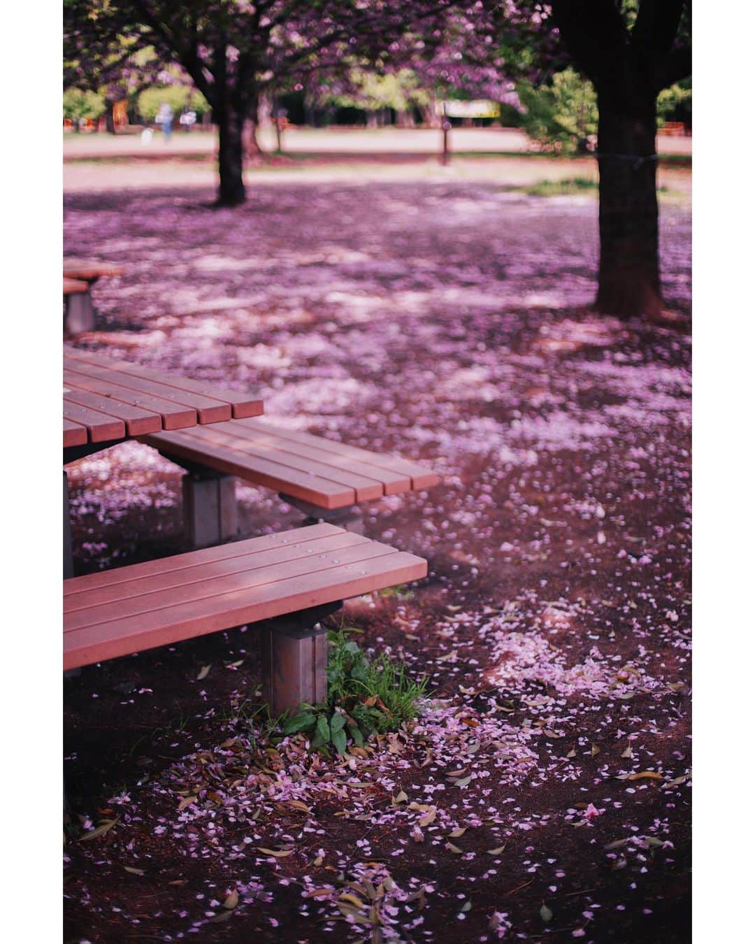 Chad Santosさんのインスタグラム写真 - (Chad SantosInstagram)「🌸 なんとかわいい花だろう。#花 #桜 #東京 #公園 #可愛い #うれしい #写真 #旅行」12月8日 17時41分 - elchadsantos