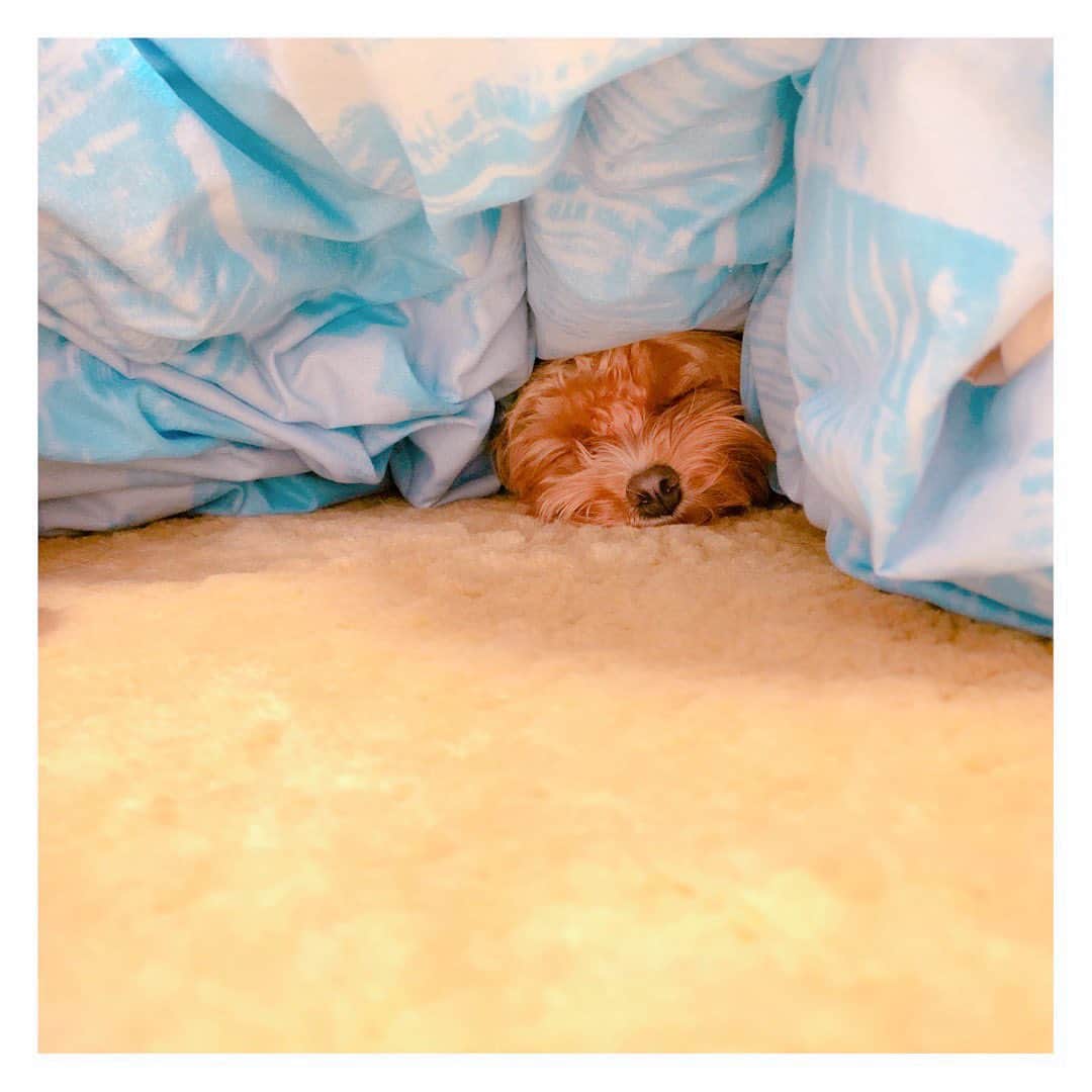 木本夕貴さんのインスタグラム写真 - (木本夕貴Instagram)「どこいったのーーモハーーーーって思ったらこんなところで寝てた🐶 とも思ったら起きた！！ もふもふが好きなモハ🐶🐶🐶 #マルプー #マルチーズ #トイプードル #mix犬  #犬なしでは生きていけません会  #犬のいる暮らし #犬は家族  #犬のいる生活  #いぬすたぐらむ  #いぬのきもち  #いぬ部  #いぬすた  #いぬ🐶  #わんすたぐらむ  #dog  #dogstagram  #doglovers  #dogoftheday  #instadog  #family  #love  #loveislove」12月8日 17時48分 - yuuki___kimoto