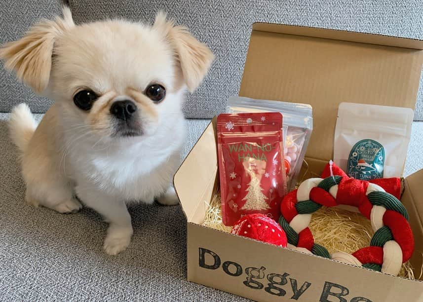 おもちくんさんのインスタグラム写真 - (おもちくんInstagram)「12月の🎄doggy box🎄届いたょ🐨  リースとクリスマスボールのおもちゃはいってたよ❕ おやつはさくさくボーロ🍙(トマト味) 鶏むね肉ボーノサルテ🐦  さくさくボーロはおもちのおともだちにも みんなに人気だったょ😂🍙かわい❕  いつもdoggy box📦が届くとおもちほんと〜にうれしそう❕😂 かあちゃんまでうれしいよ~😂☺️ #doggybox #ドギボ」12月8日 18時23分 - omochi_kun