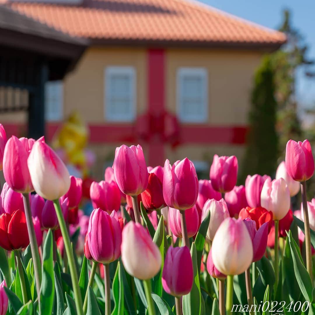 mani022400のグルメインスタ