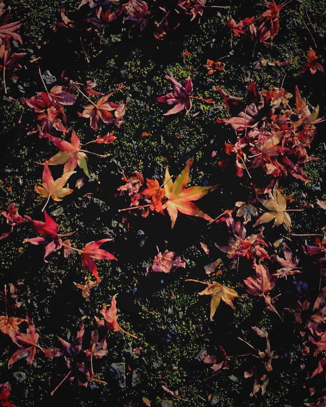 Koichiさんのインスタグラム写真 - (KoichiInstagram)「| Autumn has leave . #BeautifulJapan .」12月8日 19時26分 - koichi1717