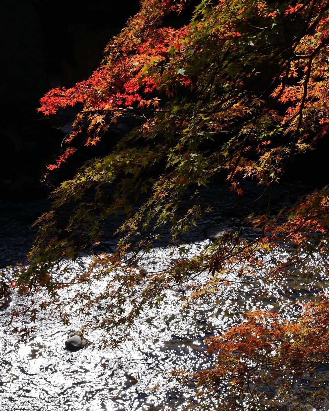 Koichiさんのインスタグラム写真 - (KoichiInstagram)「| Autumn has leave . #BeautifulJapan .」12月8日 19時26分 - koichi1717