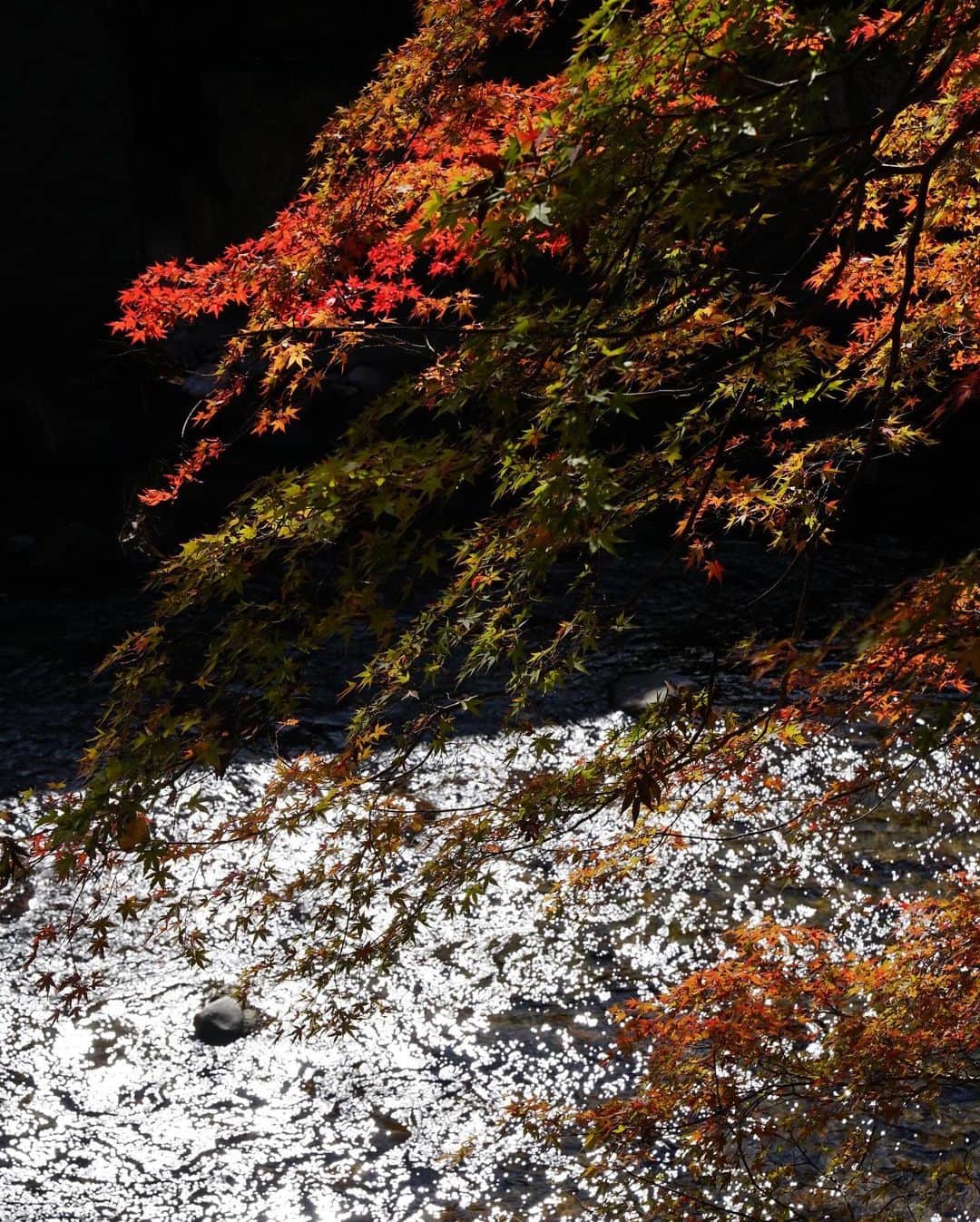 Koichiのインスタグラム：「| Autumn has leave . #BeautifulJapan .」