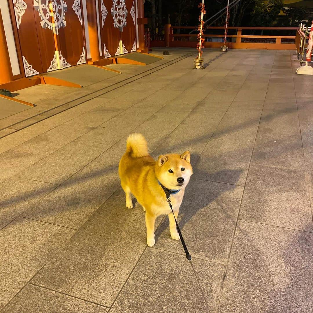 まる（まるたろう）さんのインスタグラム写真 - (まる（まるたろう）Instagram)「It's cold outside so you should wear something warm.✨🐶✨最近朝晩寒いからお散歩いっぱい出来て楽しいな〜 #どこまでも歩いて行けそうな気がする #パパが帰り道の距離を気にしてるけど #そんなのじぇんじぇん気にならない #安心してください #柴犬まるはイヤイヤさんしません」12月8日 19時30分 - marutaro