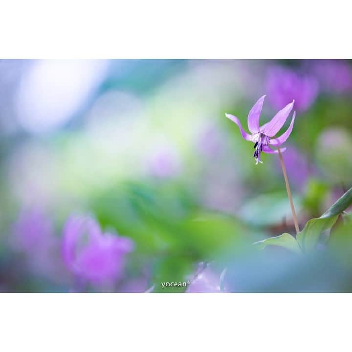 花の写真館のインスタグラム：「Photo by @yoceantoi.⠀ https://instagram.com/yoceantoi/⠀ .⠀ Original Post[投稿頂いたURL]⠀ https://www.instagram.com/p/BrXsVE9BNeV/⠀ .⠀ 本アカウントは、 #私の花の写真 をつけてInstagramに投稿された皆さまの花の写真や、「花の写真館」Facebookページで投稿された花の写真を紹介します。⠀ 「花の写真館」Facebookページは、「 @floral.photograph 」のプロフィールにあるURLからご覧ください。⠀ .⠀ #花の写真館 #floralphotograph #floralphoto #flower #flowers⠀ Follow: @floral.photograph」