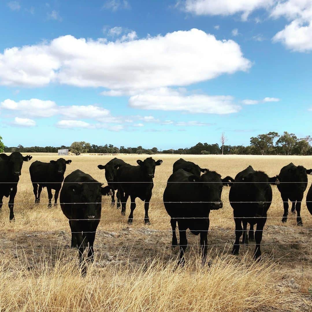 森井ユカさんのインスタグラム写真 - (森井ユカInstagram)「西オーストラリア取材の断片。迫り来る牛、カンガルーのふんの見極め、ブラシのようなワイルドフラワー。 #オーストラリア旅行」12月8日 19時47分 - yukamorii