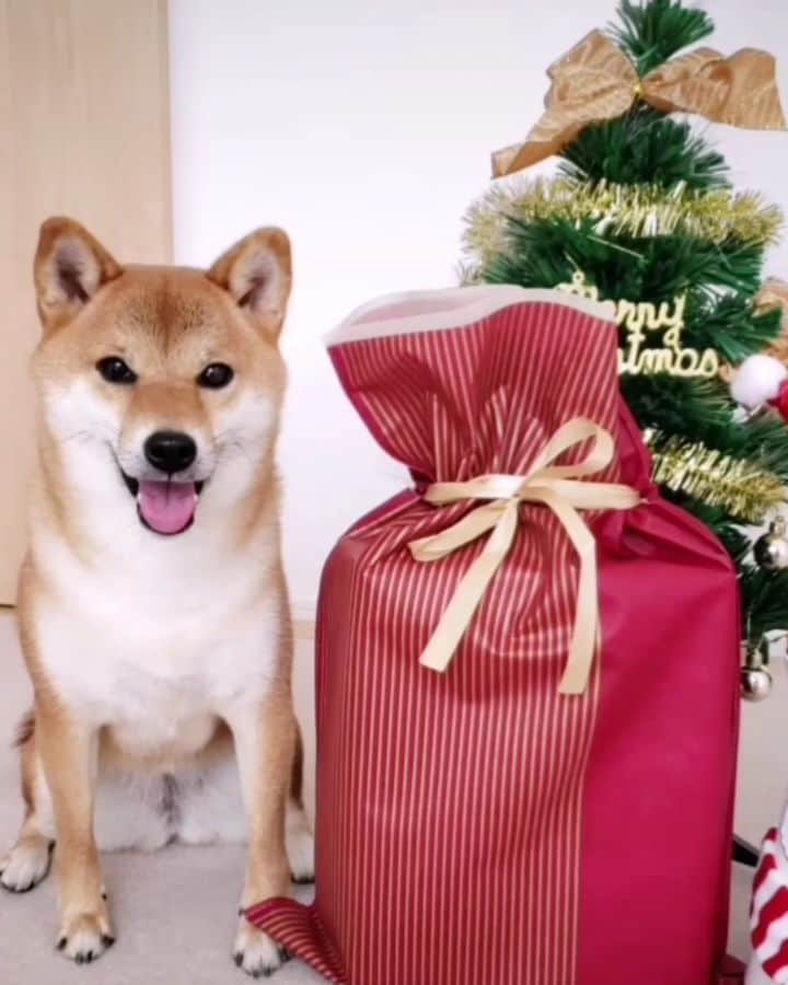 柴犬コマリのインスタグラム