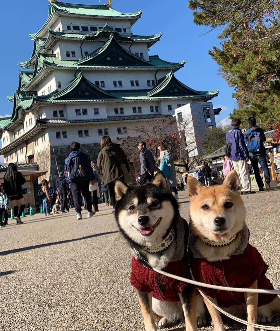 豆柴なつ&ふゆのインスタグラム