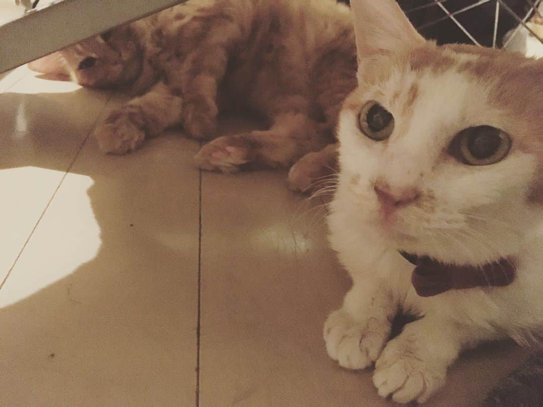 のインスタグラム：「なぜかしら…アブちゃんのそばにいると心が落ち着くの。  やっぱり同じ茶猫族だからかな？  やだ…アブちゃんたら照れちゃってぺろぺろ激しー♡  チェリーボーイにウィンク🍒  #CHANECHOES  #猫沢組　#猫沢イオ　#ユピ坊」