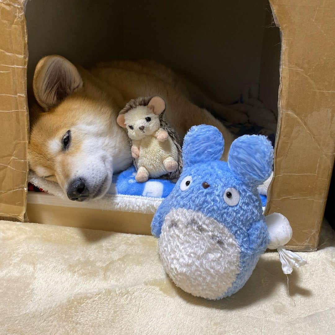 まる（まるたろう）さんのインスタグラム写真 - (まる（まるたろう）Instagram)「Good night!✨🐶💤✨仲間外れが1人います。それは誰でしょうか #正解は次のページ #難易度は中 #チュウだけに #乗れるものにはトコトン乗って行くタイプ  #根津ミーランドに住んでます」1月7日 0時25分 - marutaro