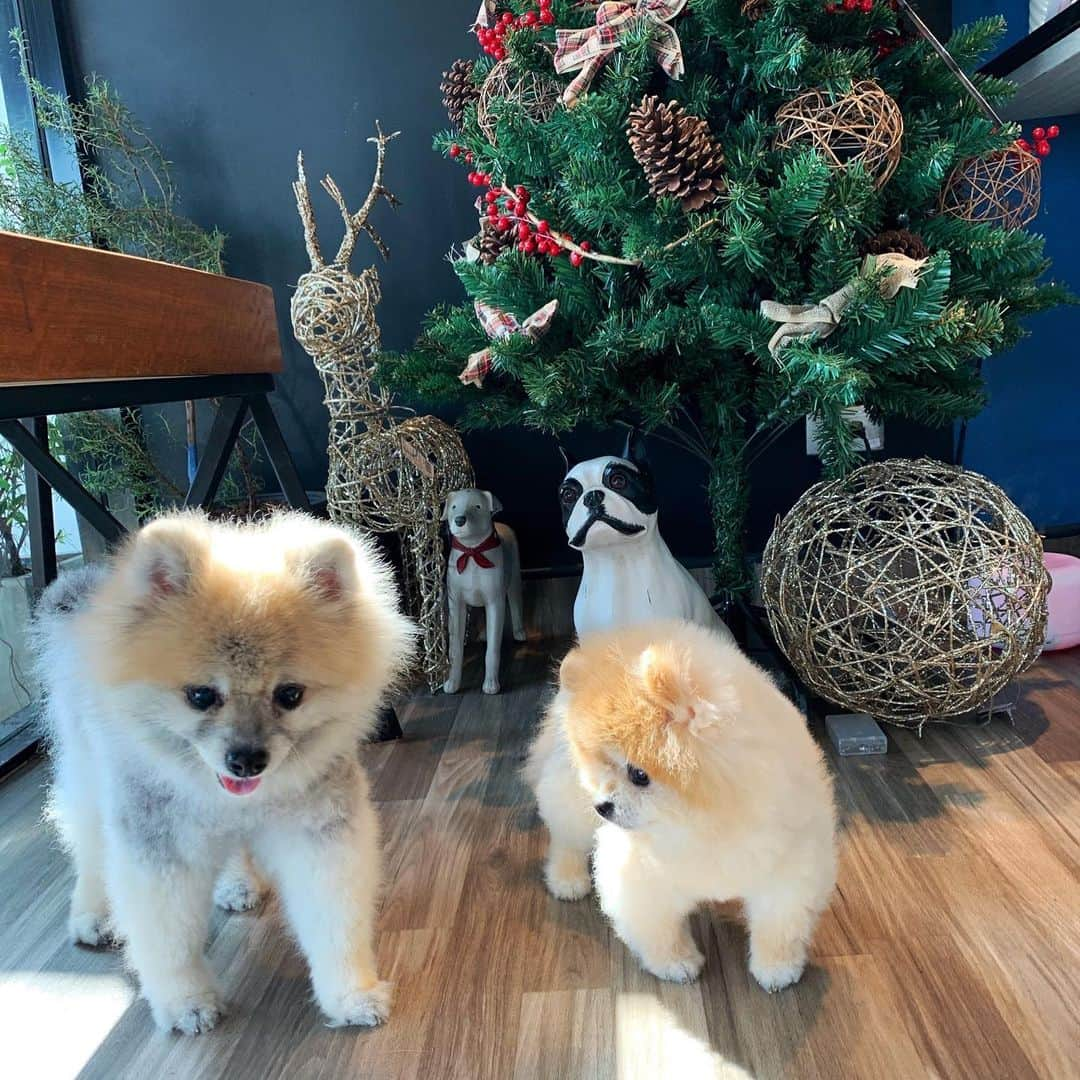 Ella Chuffyのインスタグラム：「#tbt when mommy’s busy and forgot our Christmas picture 🎄 🤨🙃 #ellachuffy」