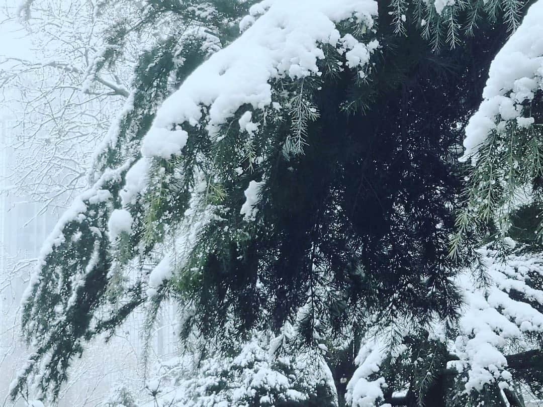 イーランさんのインスタグラム写真 - (イーランInstagram)「#北京#2020 大雪压青松 青松挺且直 欲知松高洁 待到雪化时 📸阿年 📸爸爸」1月7日 0時23分 - _yiran