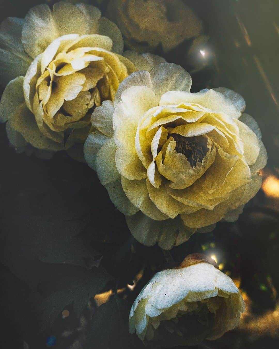柳澤麻衣さんのインスタグラム写真 - (柳澤麻衣Instagram)「Yellow winter peonies are really spectacular. Happy Monday 💛 . 今週もよろしくお願い致します✨」1月7日 0時34分 - toile_blanche