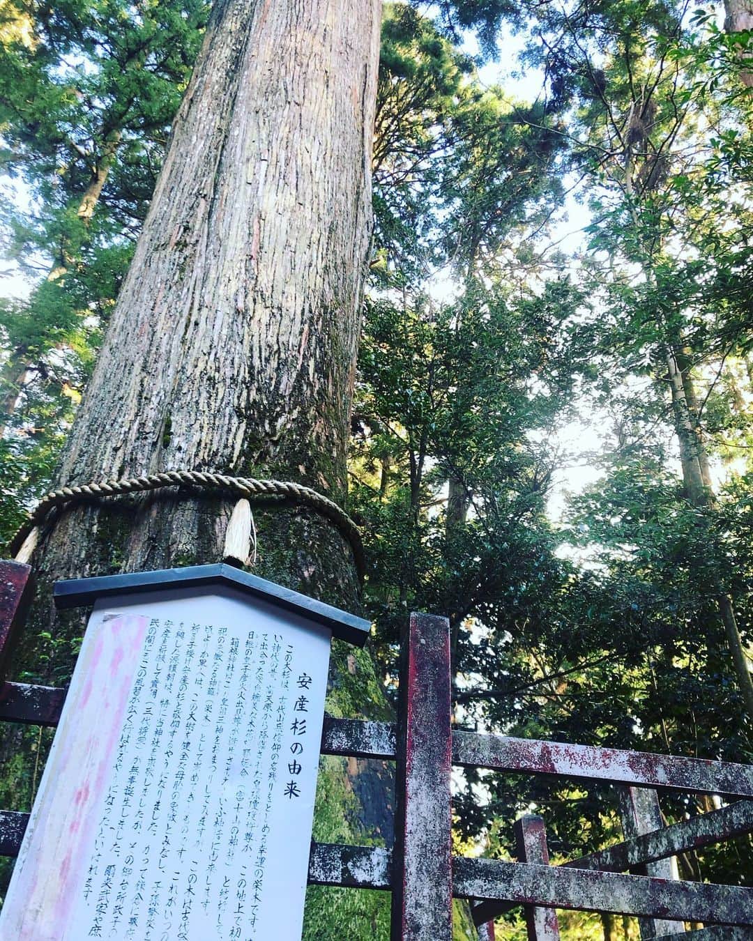 SHOCK EYEさんのインスタグラム写真 - (SHOCK EYEInstagram)「御鎮座1250年を超える箱根神社を参拝してきたよー⛩ 数多の武将達が心願成就、勝負の神として、関東総鎮守 箱根権現と崇敬してきた立派な神社で関東随一のパワースポットと称されているよ✨ 今日は訪ねることができなかった九頭龍神社 本宮の変わりに、すぐ隣の新宮は参拝できてとても満足✨🙏 山の神社はとにかく木々のパワーが凄くてね。 沢山パワーを充電できた気がしたよ。 皆も是非行ってみて^_^ 個人的には安産杉のパワーが凄かったなー✨ #箱根神社 #九頭龍神社 #初詣 #神社 #shrine #jinja #shintoshrine #shinto #関東総鎮守 :  I visited to pray Hakone Shrine which was founded over 1,250 years ago.  Many military commanders prayed here devotedly for their dreams come true and success and revered as mountain worship.  Hakone Shirine is well known as one of the strongest spiritual place in Kanto area.  I was satisfied enough that I could visit new constructed shrine ( Shingu) at Kuzuryu Shirine, although I could not visit main one today.  I was really amazed the power of trees from shrines in mountains.  I felt I could charge my energy enough.  Please visit there!  I personally feels the Anzan Sugi ( the cedar tree for safe delivery) gives really strong energy.  #hakoneshirine #hakonejinja #Kuzuryushirine #Kuzuryujinja #jinja #shirine #shintoshrine #shinto #hatsumoude」1月6日 16時38分 - shockeye_official
