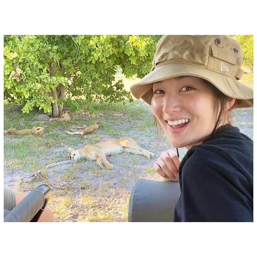 高梨臨さんのインスタグラム写真 - (高梨臨Instagram)「ここまで近くで見られた、雌ラインのお昼寝姿(°_°) 赤ちゃんライオンもたくさんいました。 #かわいい」1月6日 16時38分 - rintakanashi_official