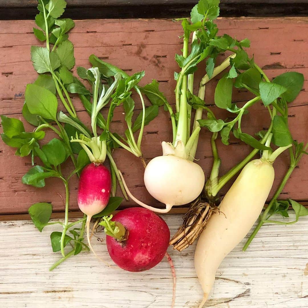 田中律子のグルメインスタ