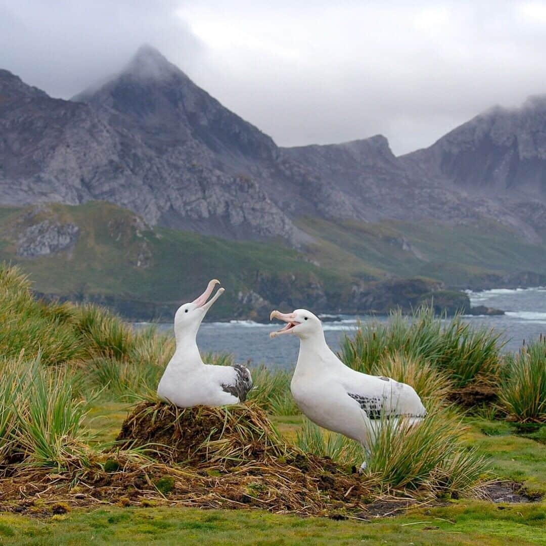 National Geographic Travelさんのインスタグラム写真 - (National Geographic TravelInstagram)「Photo by @bertiegregory | A pair of wandering albatross greet one another at their nest on Bird Island, South Georgia. This species reaches sexual maturity around 10 years of age. After what has to be one of the most epic courtship displays in the animal kingdom, they pair up. They can stay with their partner for the rest of their lives, meaning this bond can last up to 50 years.  We had the great honor of filming this spectacle with the British Antarctic Survey. This incredible organization has been studying the wanderers on Bird Island for over six decades. Follow @bertiegregory for more wildlife adventures. #albatross #southgeorgia #courtship #mountains #coast」1月6日 18時09分 - natgeotravel