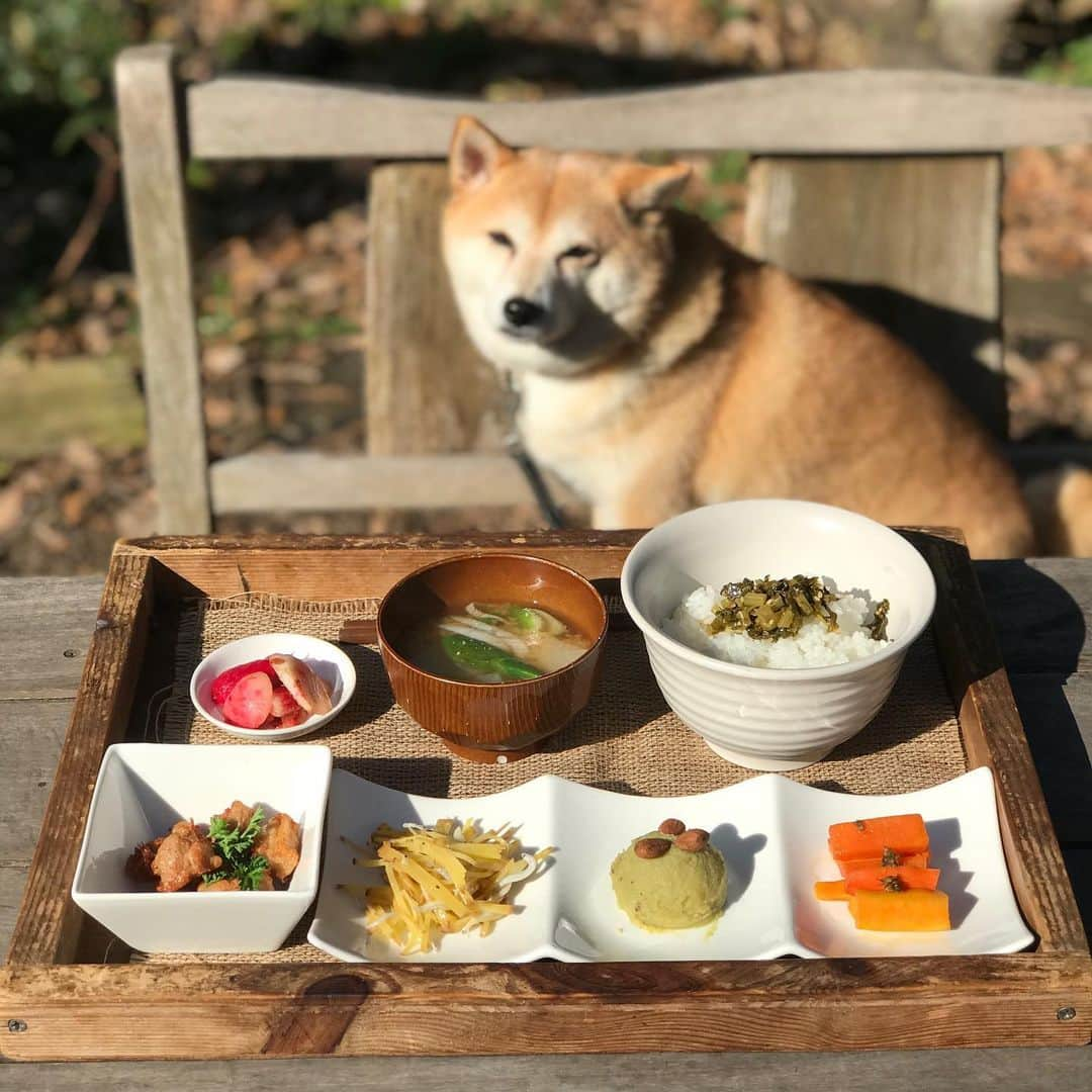 マル子さんのインスタグラム写真 - (マル子Instagram)「2020 美味しいものたち😋  ①お土産で頂いたワンコ用弁当風🍱オヤツ  ②days386 初めはハラルカート🐓  ③いただきものパート2のおいし〜い林檎ジャム🍎  ④⑤ショクヤボ初めはお節風ランチ  全て美味しくいただきました！  #マル子 #days386  #syokuyabo農園」1月6日 18時34分 - tomikago