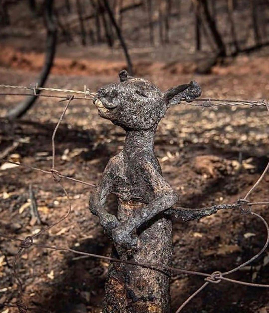 NINA PARKさんのインスタグラム写真 - (NINA PARKInstagram)「I DID & U can do it as well ~PLS DONATE!! Australia is on FIRE & they need our HELP 🇳🇿🙏 ! Wildfires have burned over 14 MIO. acres in Australia. Over half a BILLION animals were KILLED, thousands of homes & farms are LOST & there are NOT ENOUGH firefighters for this inferno & Ecological disaster! We need to help anyway we can so pls DONATE 👊🏼 THXx to take a sec for UR ATTENTION ⏱✌🏼. Here are the links to donate: @nswrfs @wireswildliferescue @redcrossau _________________________________________________ #Australia #Bushfire #donate #helpinghands #motherearth #nature #beauty #wanderlust #aussie #instatravel #오스트레일리아 #자연 #기부 #オーストラリア #自然 #寄付」1月6日 18時31分 - ninaparkbeaute