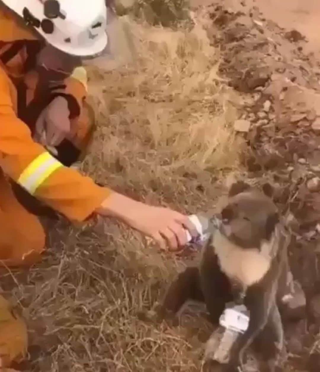 NINA PARKさんのインスタグラム写真 - (NINA PARKInstagram)「I DID & U can do it as well ~PLS DONATE!! Australia is on FIRE & they need our HELP 🇳🇿🙏 ! Wildfires have burned over 14 MIO. acres in Australia. Over half a BILLION animals were KILLED, thousands of homes & farms are LOST & there are NOT ENOUGH firefighters for this inferno & Ecological disaster! We need to help anyway we can so pls DONATE 👊🏼 THXx to take a sec for UR ATTENTION ⏱✌🏼. Here are the links to donate: @nswrfs @wireswildliferescue @redcrossau _________________________________________________ #Australia #Bushfire #donate #helpinghands #motherearth #nature #beauty #wanderlust #aussie #instatravel #오스트레일리아 #자연 #기부 #オーストラリア #自然 #寄付」1月6日 18時31分 - ninaparkbeaute