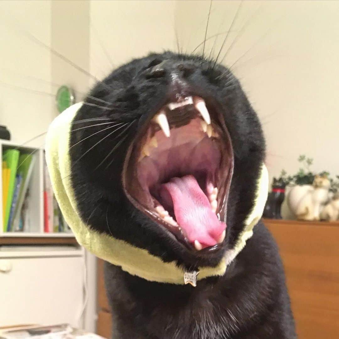 しおやてるこさんのインスタグラム写真 - (しおやてるこInstagram)「ぺんぎん？ #黒猫  #すみっコぐらし」1月6日 18時40分 - shiochin1129