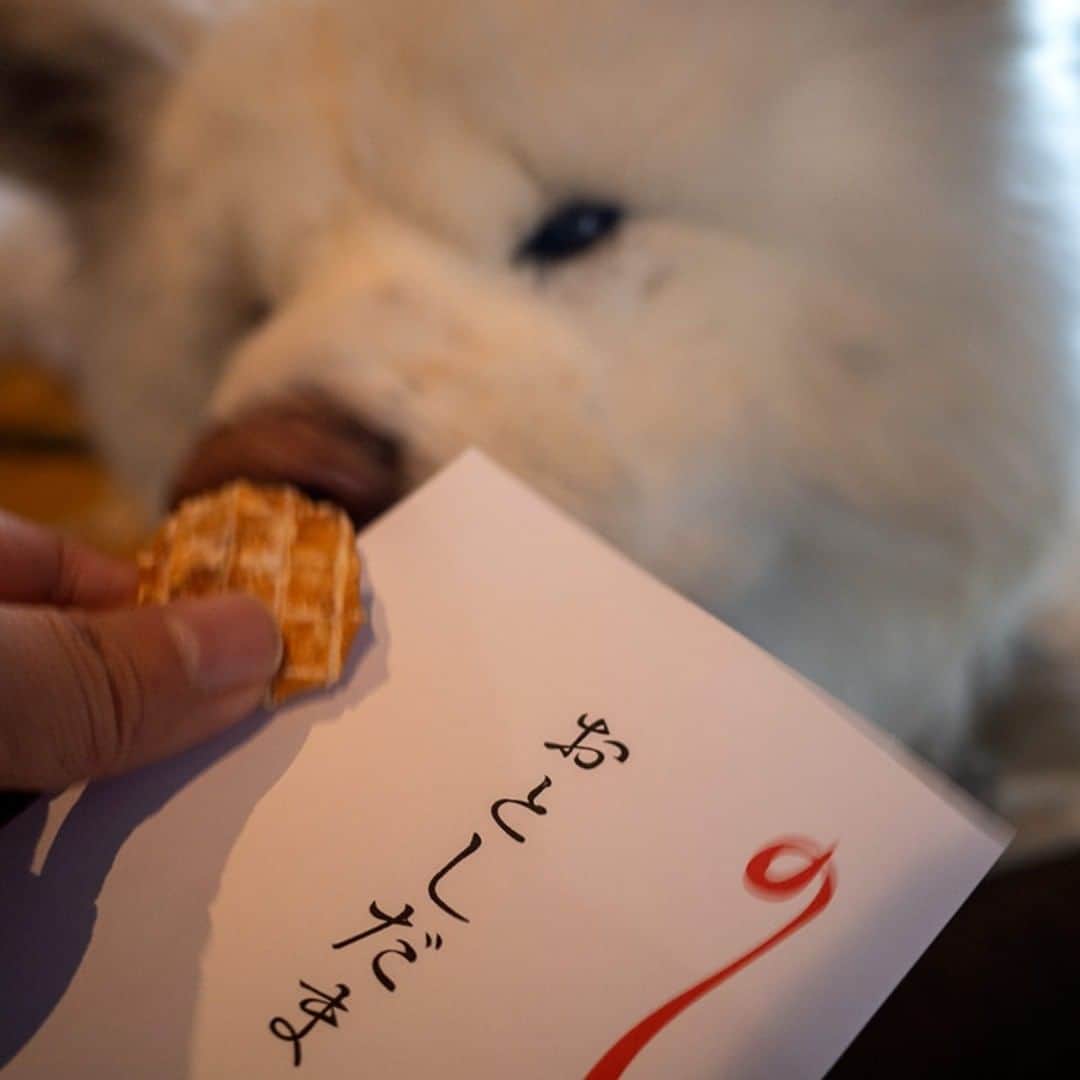 のインスタグラム：「He got a New Year's gift. くんくんと 犬とてうれしい お年玉  #busakawa #longhair #longcoat #akitainu #dog #wasao #ぶさかわ #長毛 #秋田犬 #わさお」