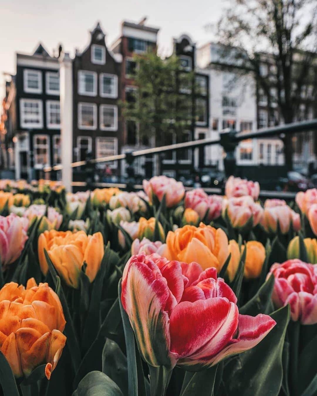 キャセイパシフィック航空さんのインスタグラム写真 - (キャセイパシフィック航空Instagram)「Now is a great time to start planning a trip to the #Netherlands for tulip season, which runs from the end of March to the beginning of May. Stay in Amsterdam and take a day trip to #Keukenhof Gardens to see the most beautiful blooms.⠀ ⠀ 每年3月底至5月初，都是#荷蘭 鬱金香的盛放季節。花季期間，不妨一遊 #阿姆斯特丹 的 #庫肯霍夫花園，感受繁花爭艷的繽紛絕色。⠀ ⠀ Credit: @een_wasbeer」1月6日 19時08分 - cathaypacific