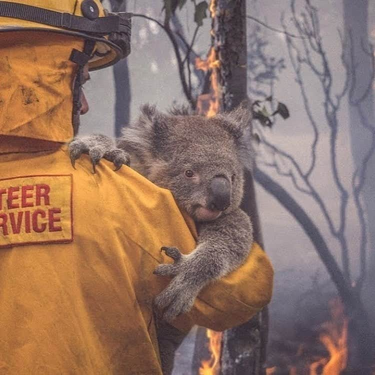 ミチェル・ランゲラクさんのインスタグラム写真 - (ミチェル・ランゲラクInstagram)「Australia is in the middle of some of the largest bushfires the world has ever seen. Amongst homes and lives, over 500 million animals have perished - it is truly heartbreaking. If you would like to help please donate to @redcrossau @wireswildliferescue @portmacquariekoalahospital Photo @mattabbottphoto @bradfleet」1月6日 19時38分 - mitchlangerak