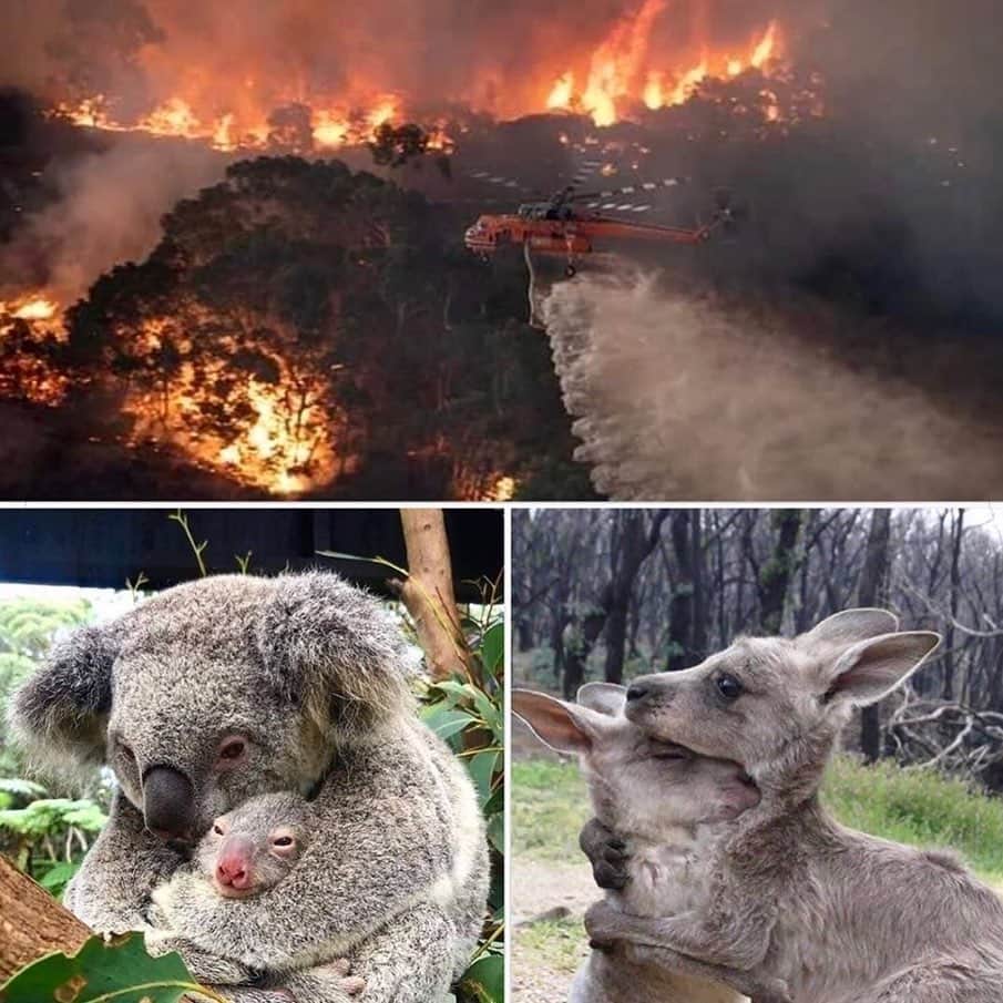 ミチェル・ランゲラクさんのインスタグラム写真 - (ミチェル・ランゲラクInstagram)「Australia is in the middle of some of the largest bushfires the world has ever seen. Amongst homes and lives, over 500 million animals have perished - it is truly heartbreaking. If you would like to help please donate to @redcrossau @wireswildliferescue @portmacquariekoalahospital Photo @mattabbottphoto @bradfleet」1月6日 19時38分 - mitchlangerak