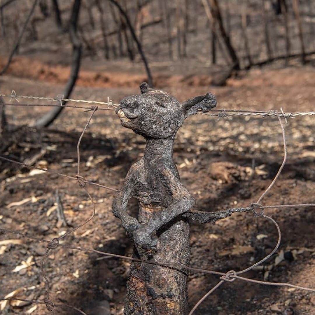 ミチェル・ランゲラクさんのインスタグラム写真 - (ミチェル・ランゲラクInstagram)「Australia is in the middle of some of the largest bushfires the world has ever seen. Amongst homes and lives, over 500 million animals have perished - it is truly heartbreaking. If you would like to help please donate to @redcrossau @wireswildliferescue @portmacquariekoalahospital Photo @mattabbottphoto @bradfleet」1月6日 19時38分 - mitchlangerak