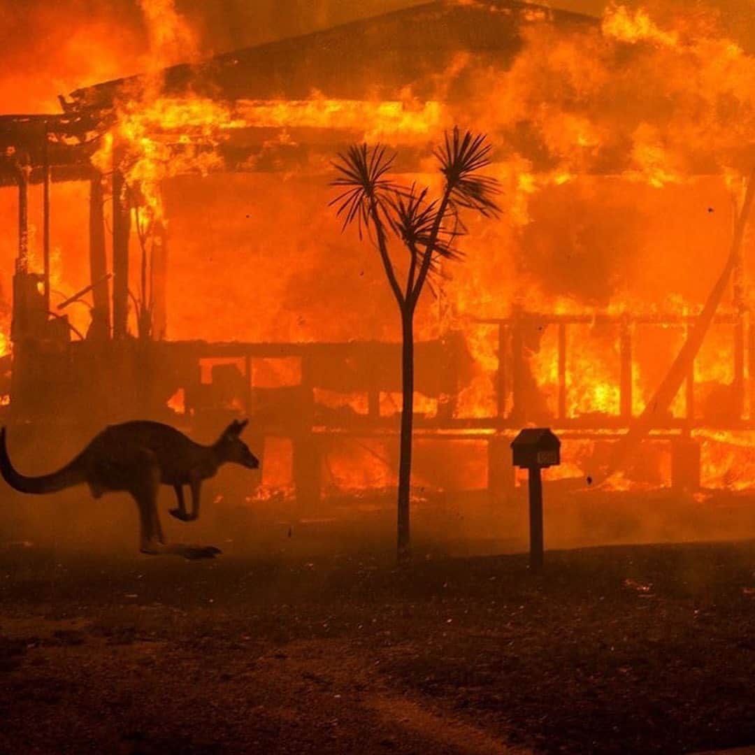 ミチェル・ランゲラクのインスタグラム：「Australia is in the middle of some of the largest bushfires the world has ever seen. Amongst homes and lives, over 500 million animals have perished - it is truly heartbreaking. If you would like to help please donate to @redcrossau @wireswildliferescue @portmacquariekoalahospital Photo @mattabbottphoto @bradfleet」