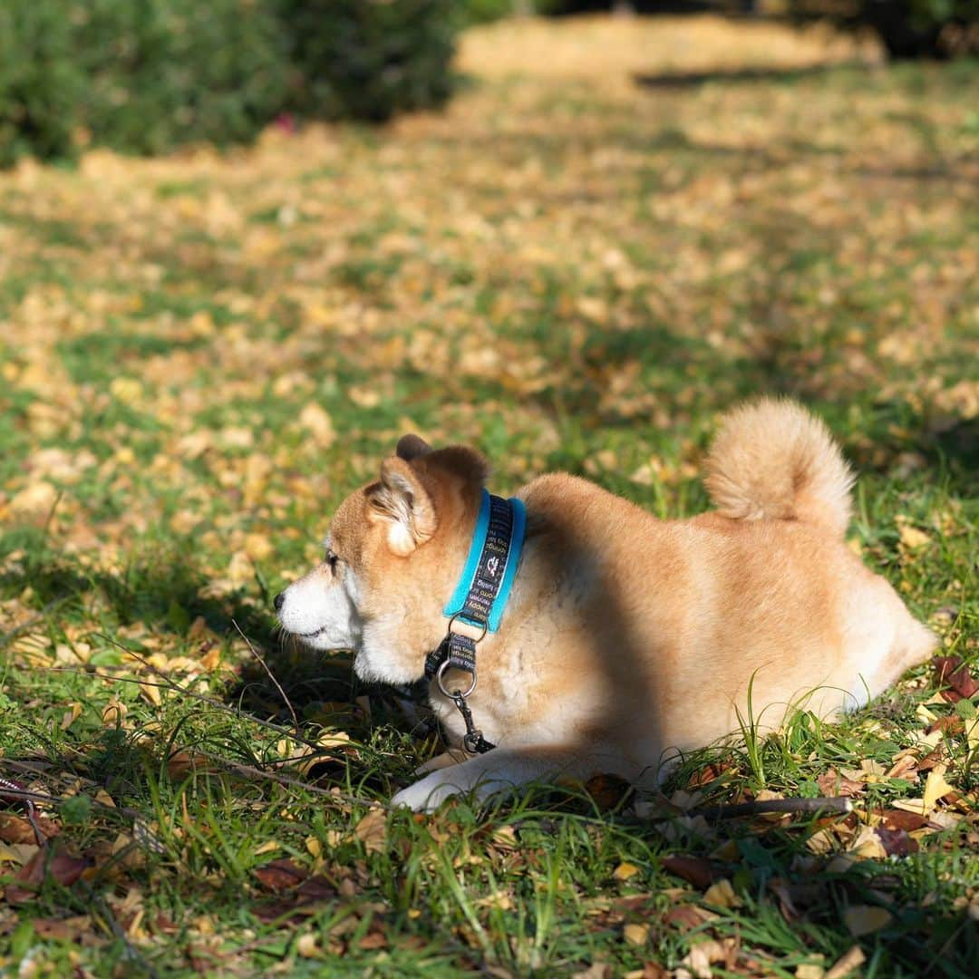 まる（まるたろう）さんのインスタグラム写真 - (まる（まるたろう）Instagram)「It's a lovely day.✨🐶☺️✨放牧の時間が大好きなの〜 #お尻は見ないで良いからね #放牧シーンを見学してね #放牧中」1月6日 19時56分 - marutaro