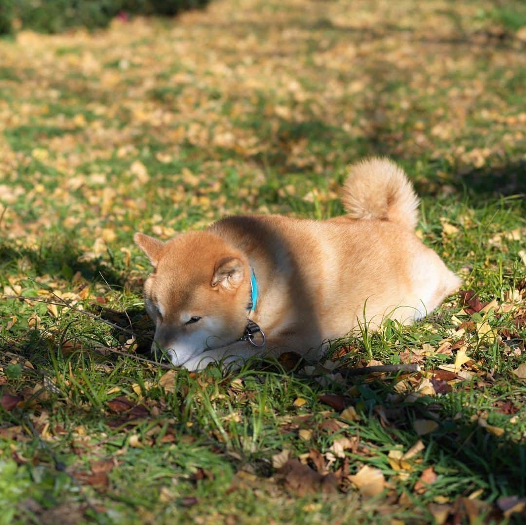 まる（まるたろう）さんのインスタグラム写真 - (まる（まるたろう）Instagram)「It's a lovely day.✨🐶☺️✨放牧の時間が大好きなの〜 #お尻は見ないで良いからね #放牧シーンを見学してね #放牧中」1月6日 19時56分 - marutaro