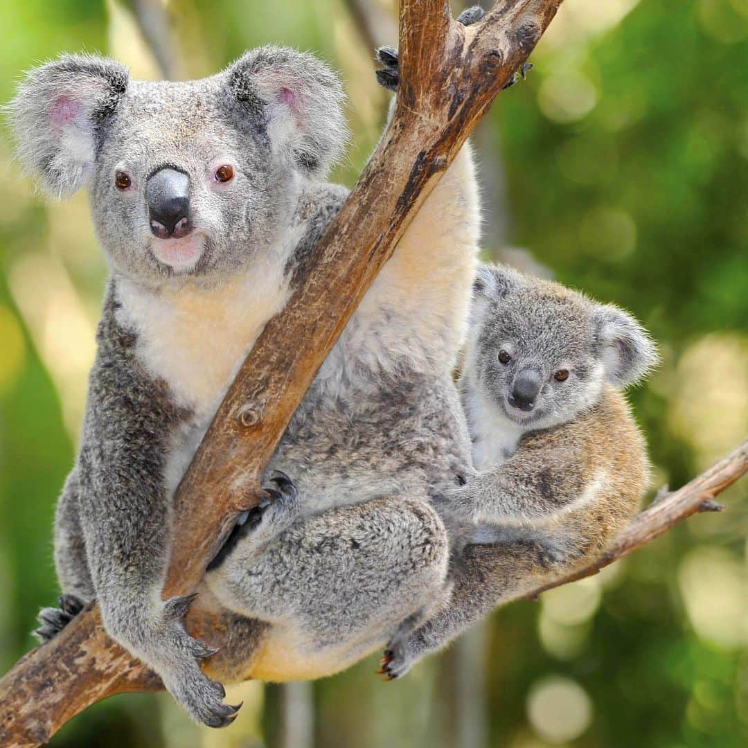 Lonely Planetのインスタグラム：「With the Australian #wildfires still raging, the area’s already-endangered #koala population has faced tough, unforeseen challenges. Tap our link in bio to find out what you can do to help the koalas that are struggling.」