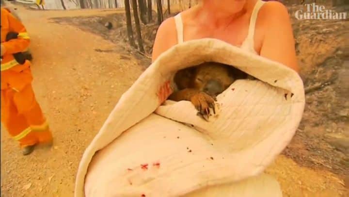 エリッサ・ヤマダのインスタグラム：「So heartbreaking. This lady is a hero. #prayforaustralia  There are several ways you can help those affected by the #bushfiresaustralia, and one of them is by donating to @wireswildliferescue and/or @redcrossau (link in their bio). Thank you 🙏」