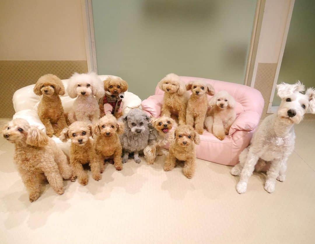 Dog's Life PANNAのインスタグラム：「あけましておめでとうございます🎍☺️ 2020年も皆さまにお喜びいただけること、優しい気持ちなることをパンナらしくお届けして参ります。 本年もPANNA、EPIPAN共々どうぞ宜しくお願いいたします。 @dogslifepanna  #2020 #遅ればせながら  #はじめてのおつかい　みてキュン涙しながらのご挨拶 #明日から仕事初め #サボりがちなSNSも復帰します #突然Liveも予定してます #ワンちゃん同伴の盛大なパーティーも企画中 #皆んなで遊びに来てね #今年もどうぞよろしくね❤️」