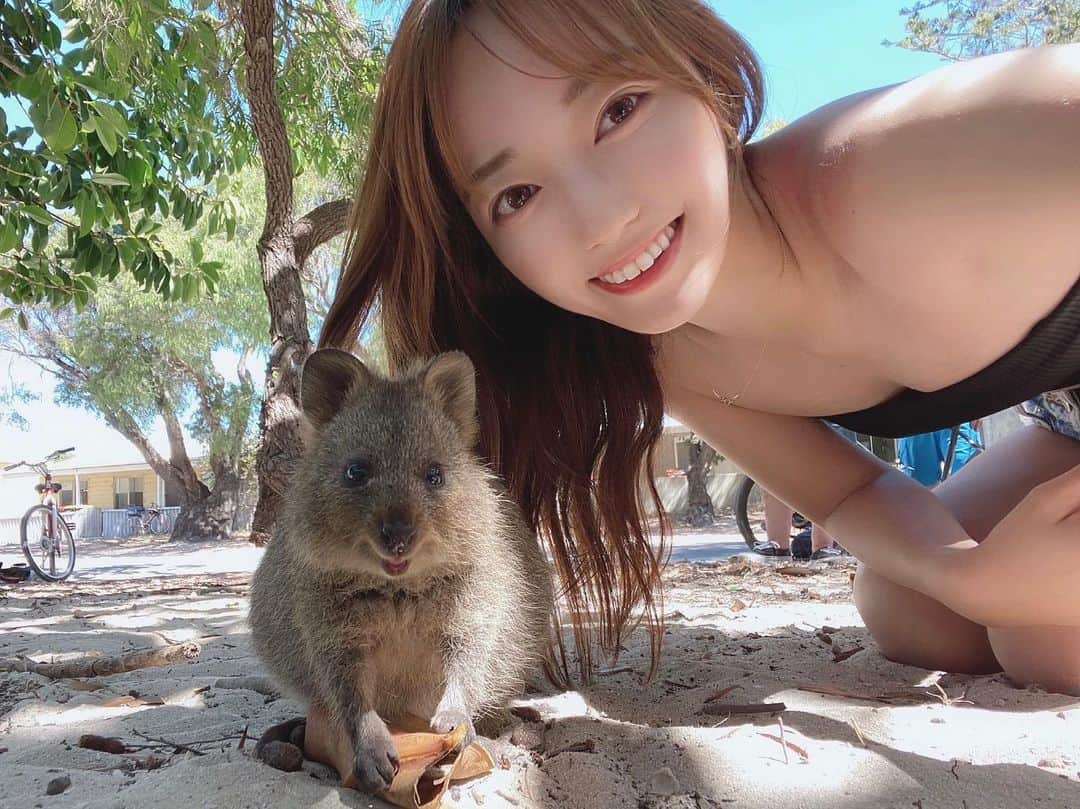 吉田ももみのインスタグラム：「.﻿ 📍Rottnest Island﻿ ﻿ パースからフェリーで30分くらいのところにある、ロットネスト島に行ってきました！﻿ ﻿ この島にずっと来たかった理由はこの子！世界一幸せな動物って言われてるクオッカなんだけど、何年か前にインスタでみて絶対いきたいー！って思ってたの！😇(ピカチュウのモデルにもなったらしい！)﻿ ﻿ 近寄っても全然逃げないし、思ったより小さくてめちゃくちゃ可愛かった…ただクオッカとセルフィー撮るのはほんとにめっちゃ大変だった🤣﻿ ﻿ ﻿ #momomi_trip2020﻿ ﻿ ﻿ #rottnestisland #quokkaselfies #quokka #discoveraustralia #australia #perth #オーストラリア #パース #ロットネスト島 #クオッカ #海外旅行 #旅行 #一人旅 ﻿」