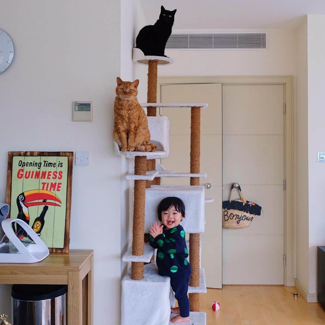 ギネス & ピムスさんのインスタグラム写真 - (ギネス & ピムスInstagram)「06/01/2020 Happy Monday! ・ They are supposed to climb the cat tower by seniority. Have a great week, everyone! ・ ・ キャットタワーを年功序列で使う 三兄弟。笑 凪くんの猫化は止まらない。 近々もう一段登れそう😂 猫と一緒に暮らしている赤ちゃんって みんなこうなのかな？ 日本と比べて お正月休みは1日だけのロンドン。 もうとっくに平日モード。 それでは 今週もゆるく頑張りましょう♬ ・ ・ #ギネスくん  #ピムスくん #ギネピムと凪くん  #1yearold #1歳 #1歳1ヶ月  #babyboy #男の子ベビー #赤ちゃんのいる生活 #赤ちゃんのいる暮らし #赤ちゃんと猫 #猫と赤ちゃん」1月6日 22時28分 - rina_takei