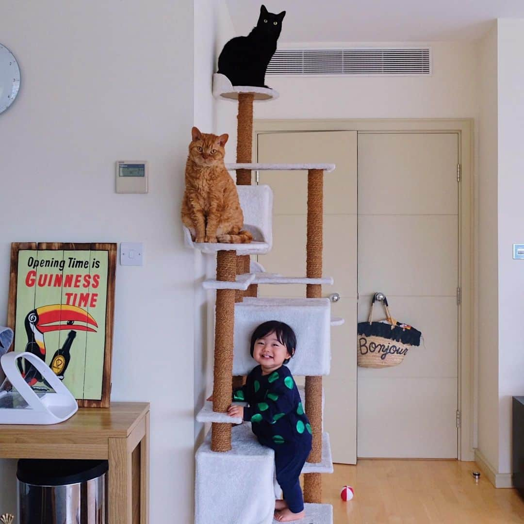 ギネス & ピムスさんのインスタグラム写真 - (ギネス & ピムスInstagram)「06/01/2020 Happy Monday! ・ They are supposed to climb the cat tower by seniority. Have a great week, everyone! ・ ・ キャットタワーを年功序列で使う 三兄弟。笑 凪くんの猫化は止まらない。 近々もう一段登れそう😂 猫と一緒に暮らしている赤ちゃんって みんなこうなのかな？ 日本と比べて お正月休みは1日だけのロンドン。 もうとっくに平日モード。 それでは 今週もゆるく頑張りましょう♬ ・ ・ #ギネスくん  #ピムスくん #ギネピムと凪くん  #1yearold #1歳 #1歳1ヶ月  #babyboy #男の子ベビー #赤ちゃんのいる生活 #赤ちゃんのいる暮らし #赤ちゃんと猫 #猫と赤ちゃん」1月6日 22時28分 - rina_takei