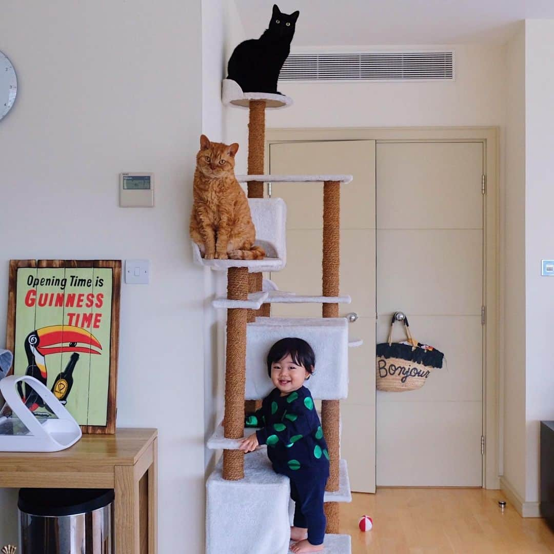 ギネス & ピムスさんのインスタグラム写真 - (ギネス & ピムスInstagram)「06/01/2020 Happy Monday! ・ They are supposed to climb the cat tower by seniority. Have a great week, everyone! ・ ・ キャットタワーを年功序列で使う 三兄弟。笑 凪くんの猫化は止まらない。 近々もう一段登れそう😂 猫と一緒に暮らしている赤ちゃんって みんなこうなのかな？ 日本と比べて お正月休みは1日だけのロンドン。 もうとっくに平日モード。 それでは 今週もゆるく頑張りましょう♬ ・ ・ #ギネスくん  #ピムスくん #ギネピムと凪くん  #1yearold #1歳 #1歳1ヶ月  #babyboy #男の子ベビー #赤ちゃんのいる生活 #赤ちゃんのいる暮らし #赤ちゃんと猫 #猫と赤ちゃん」1月6日 22時28分 - rina_takei